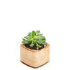 Planter (Maple / Short)