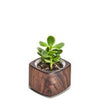 Planter (Walnut / Short)