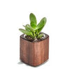 Planter (Walnut / Tall)